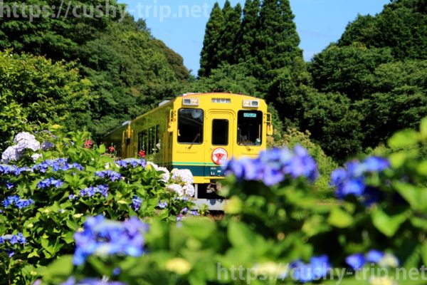 西畑駅へ向かういすみ鉄道車両と紫陽花の様子