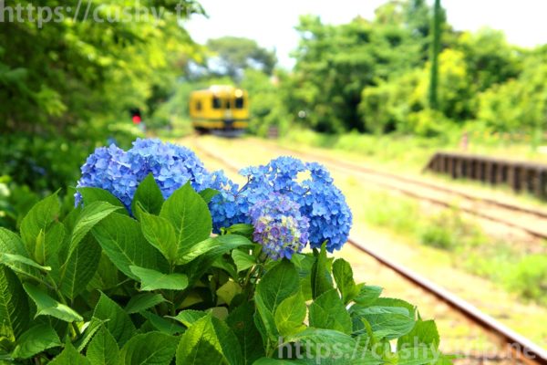 国吉駅に到着する様子のいすみ鉄道車両と紫陽花の様子