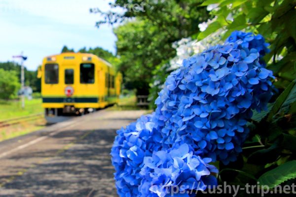 国吉駅ホームにていすみ鉄道車両と紫陽花のショット