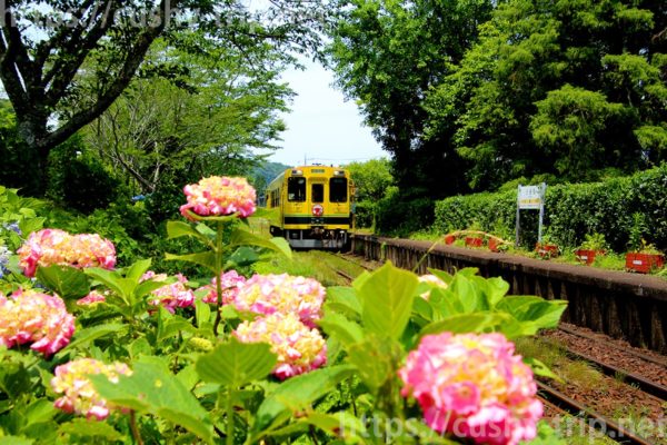 小谷松駅に到着する、いすみ鉄道の列車と紫陽花