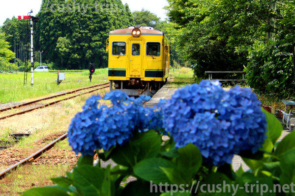 国吉駅に入線中の列車と紫陽花
