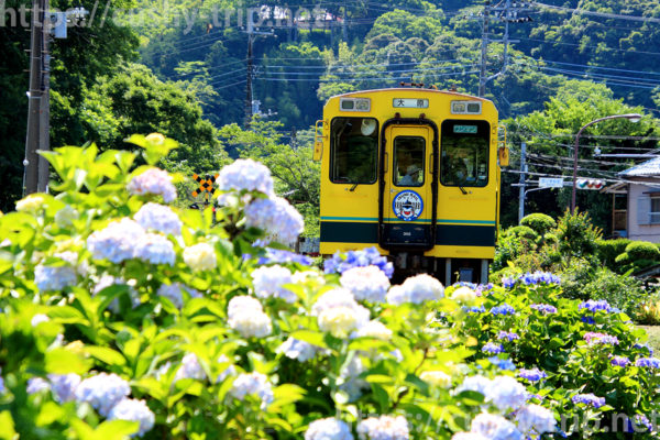西畑駅から出発する列車と紫陽花