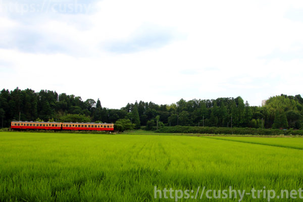 田んぼの中を走行する小湊鐵道の列車