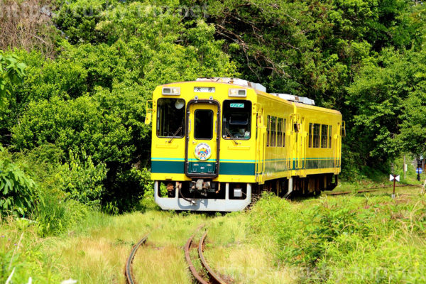 新緑の季節に走行するいすみ鉄道の列車