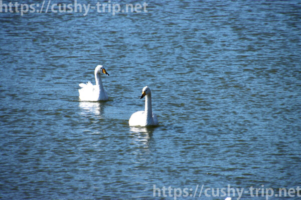 池を泳ぐ2羽の白鳥