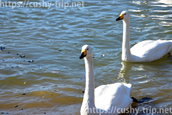 優雅に池を泳ぐ2羽の白鳥