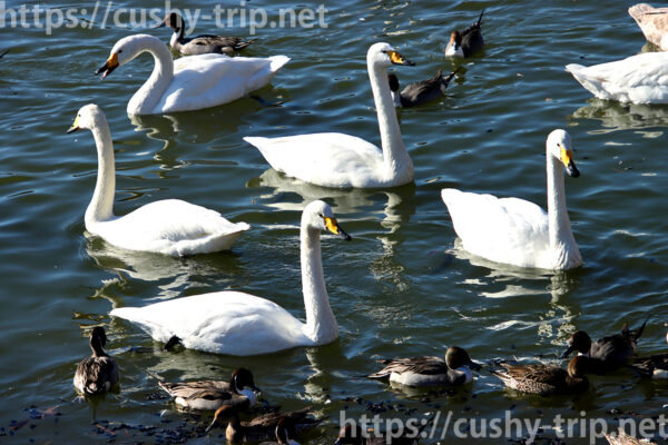 池に集まる白鳥と鴨達
